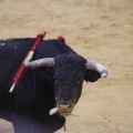Castellón, Magdalena 2013