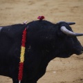 Castellón, Magdalena 2013