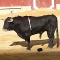 Magdalena 2013
