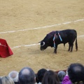Castellón, Magdalena 2013