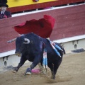 Castellón, Magdalena 2013