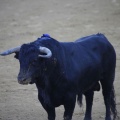 Castellón, Magdalena 2013
