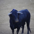 Castellón, Magdalena 2013