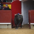 Castellón, Magdalena 2013