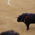 Castellón, Magdalena 2013