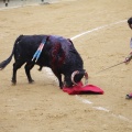 Castellón, Magdalena 2013