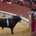 Castellón, Magdalena 2013