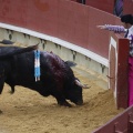 Castellón, Magdalena 2013