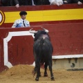 Castellón, Magdalena 2013