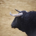 Castellón, Magdalena 2013