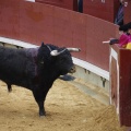 Castellón, Magdalena 2013