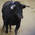 Castellón, Magdalena 2013
