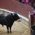Castellón, Magdalena 2013