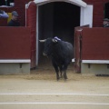 Castellón, Magdalena 2013