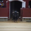 Castellón, Magdalena 2013