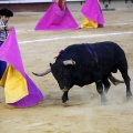 Castellón, Magdalena 2013