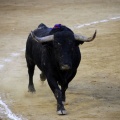 Castellón, Magdalena 2013