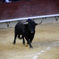 Castellón, Magdalena 2013