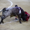 Castellón, Magdalena 2013