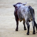 Castellón, Magdalena 2013