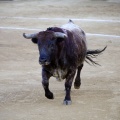 Castellón, Magdalena 2013