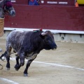 Castellón, Magdalena 2013