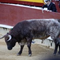 Castellón, Magdalena 2013