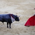 Castellón, Magdalena 2013