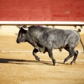 Castellón, Magdalena 2013
