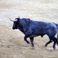 Castellón, Magdalena 2013
