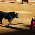 Castellón, Magdalena 2013