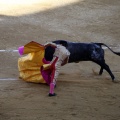 Castellón, Magdalena 2013