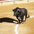 Castellón, Magdalena 2013