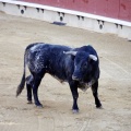 Castellón, Magdalena 2013