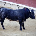Castellón, Magdalena 2013