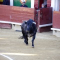 Castellón, Magdalena 2013