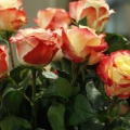 Castellón, Nanalondon, floristería
