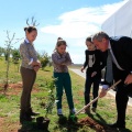 Plantación árboles