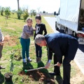 Plantación árboles