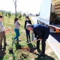 Plantación árboles