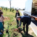 Plantación árboles