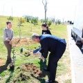 Plantación árboles