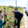 Plantación árboles