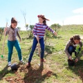 Plantación árboles