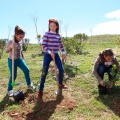 Plantación árboles