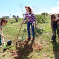 Plantación árboles