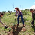 Plantación árboles
