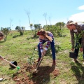 Plantación árboles