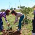 Plantación árboles
