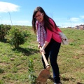 Plantación árboles